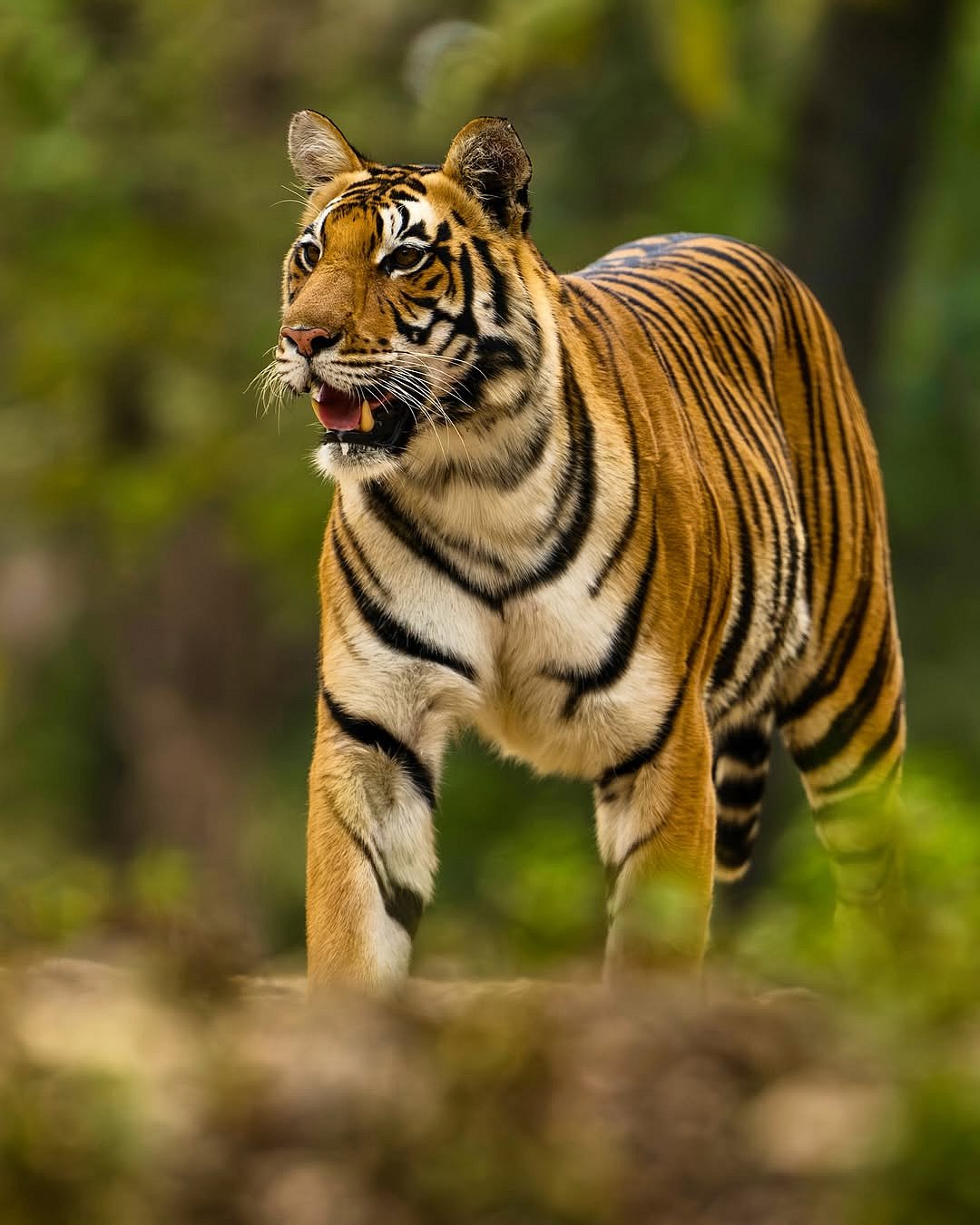 tigersafarico/instagram : A tiger at Kanha Tiger Reserve
