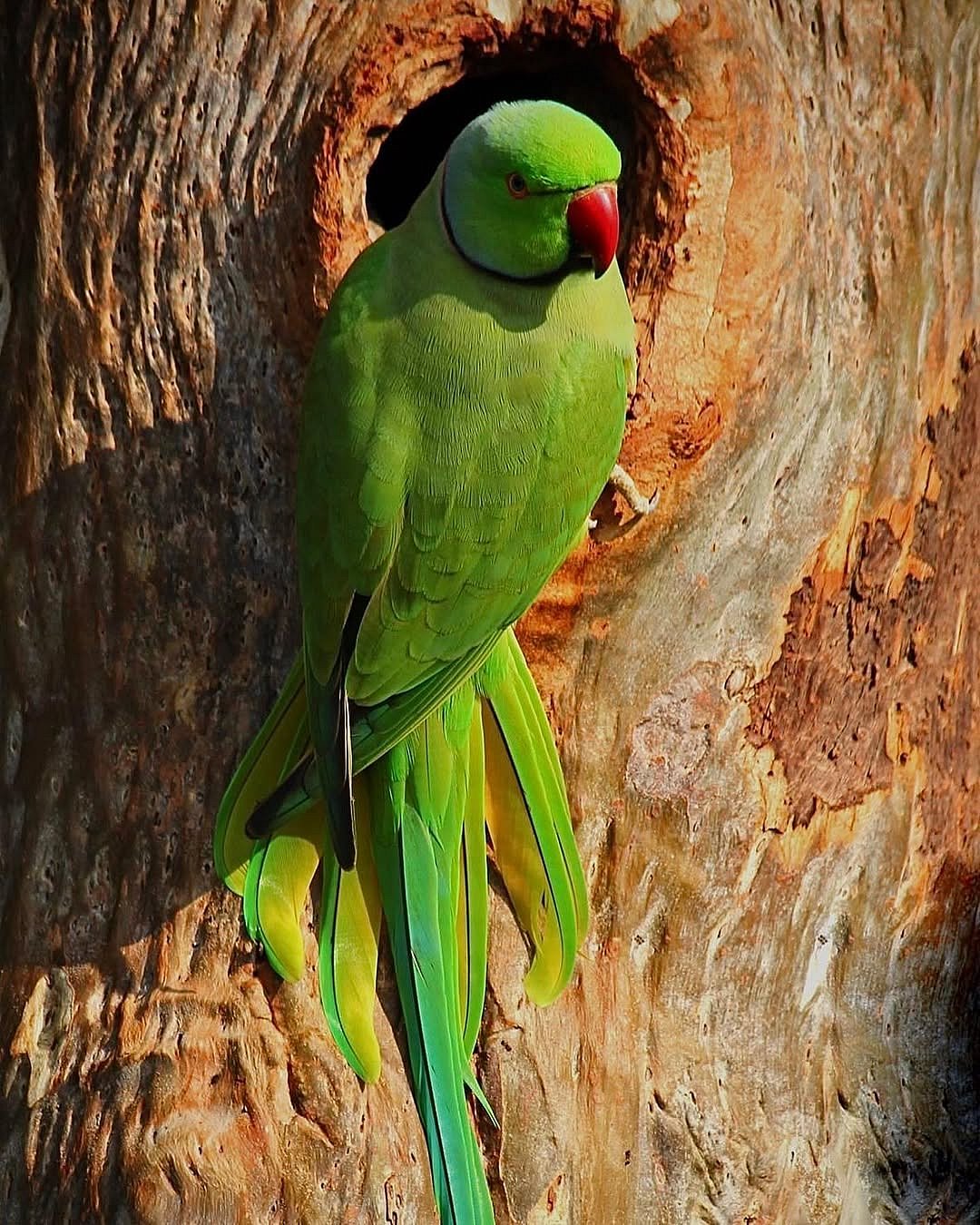 gangulysatyajit/instagram : A Rose-ringed Parakeet on a tree bark