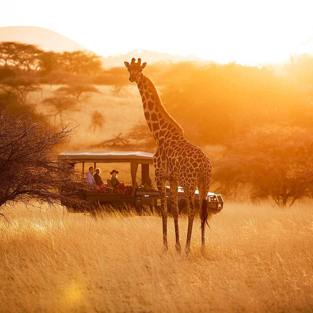 greatplainsconservation/instagram : A safari jeep observing a giraffee in Africa