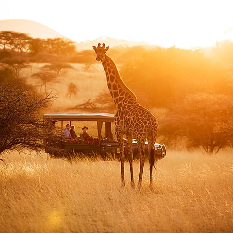 A safari jeep observing a giraffee in Africa