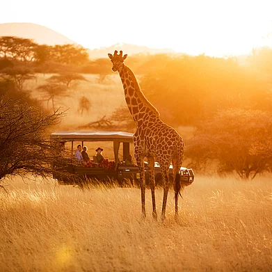 greatplainsconservation/instagram : A safari jeep observing a giraffee in Africa