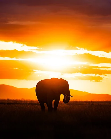 hshphotos/instagram : A silhouette of an elephant against the sun