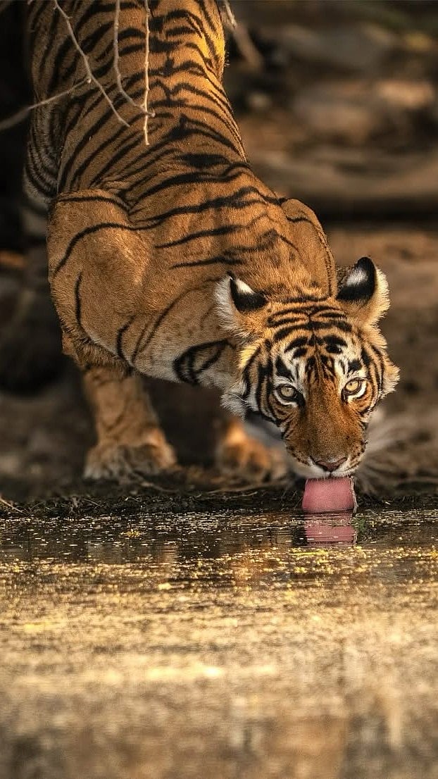 poonam.goenka81/instagram : A tiger at the waterhole in Ranthambore