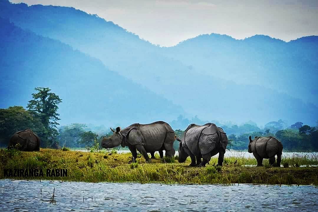 Rhinos at Kaziranga National Park, Assam