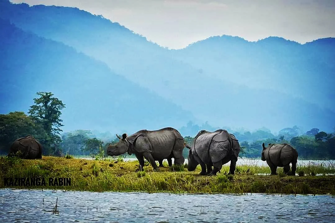 kaziranganationalpark/instagram