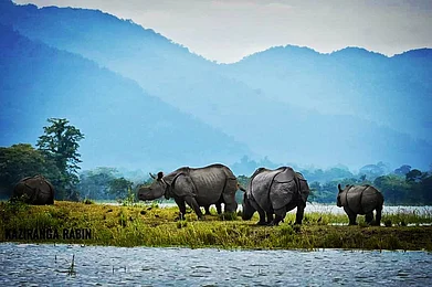 kaziranganationalpark/instagram : Rhinos at Kaziranga National Park