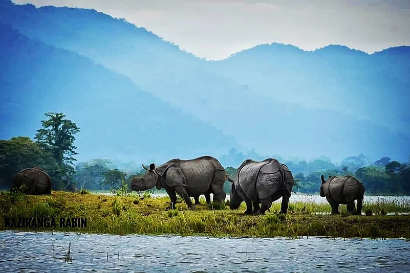 Rhinos at Kaziranga National Park, Assam