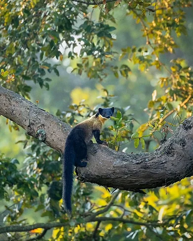 jimcorbettnationalparkofficial/instagram : A Yellow-throated marten at Jim Corbett