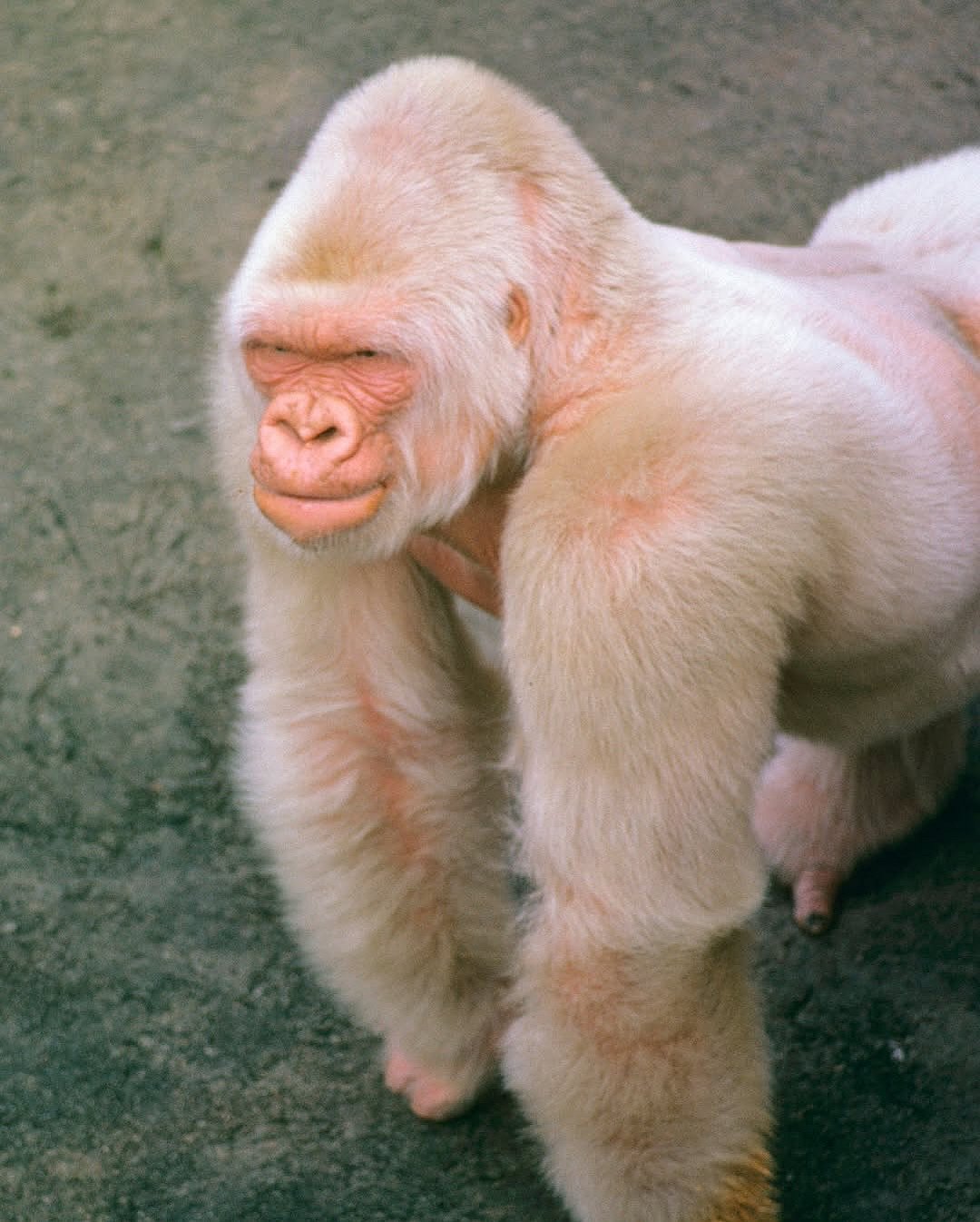 A picture of Snowflake
