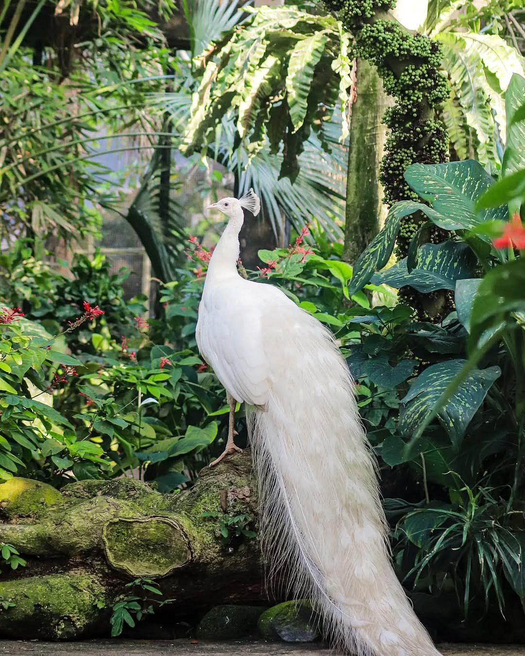 balibirdparkofficial/instagram : A shot of a beautiful albino peacock