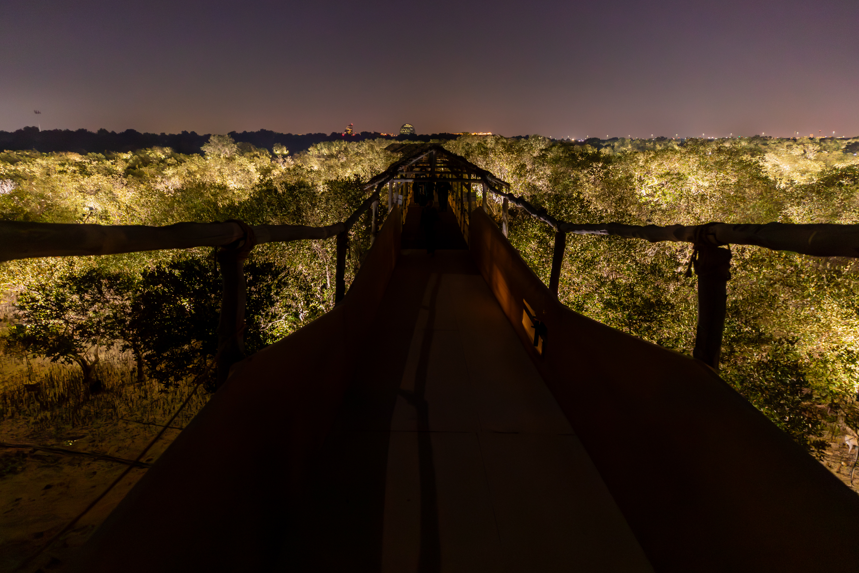 teamLab, Life is Continuous Light – Mangrove Forest, Manar Abu Dhabi 2023