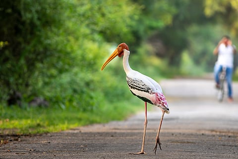 Inside Sultanpur National Park