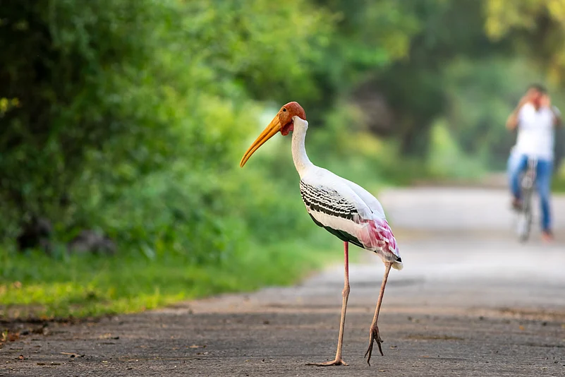 Inside Sultanpur National Park
