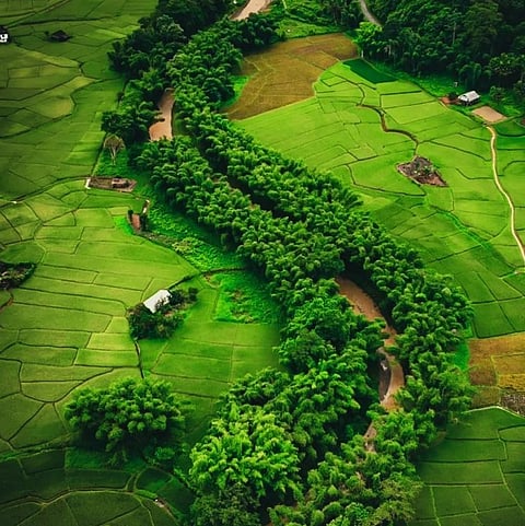 The lush greenery of the paddy fields in Basar