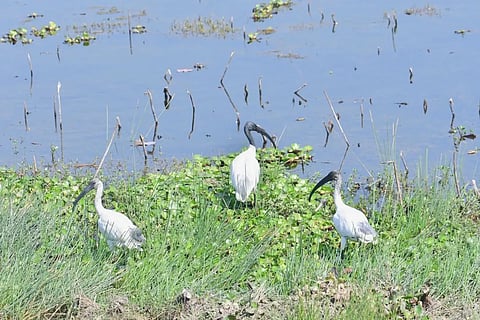 The total number of Ramsar-designated wetlands in Bihar has risen to five