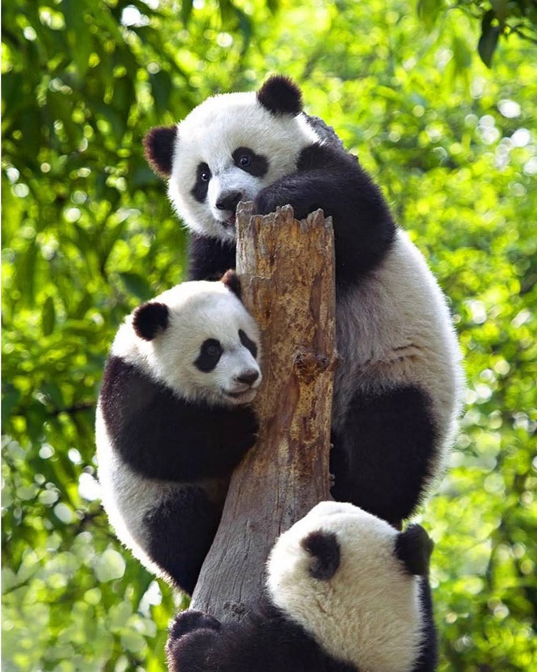 Pandas in China