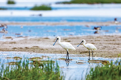 The Mai Po Nature Reserve in the northwestern New Territories is internationally recognised for its wetlands, mangroves, and mudflats
