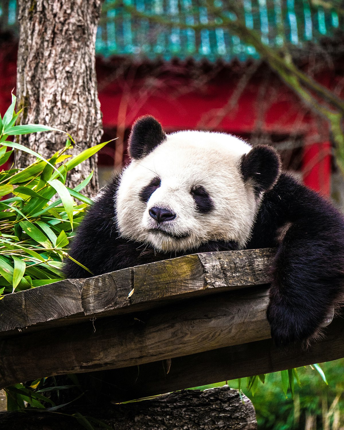 Unsplash : A giant panda in its habitat