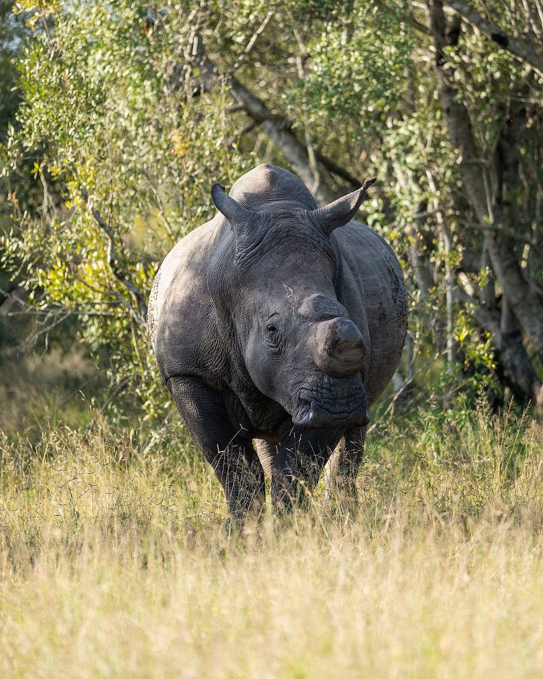 A shot of a rhino in South Africa