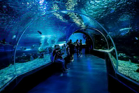 Manila Ocean Park is a marine theme park that features a variety of marine life attractions and an adjoining hotel
