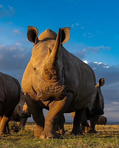 marlondutoit/instagram : A shot of rhinos