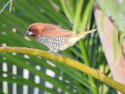 At Tent City 1, you can also indulge in nature walks with a naturalist
