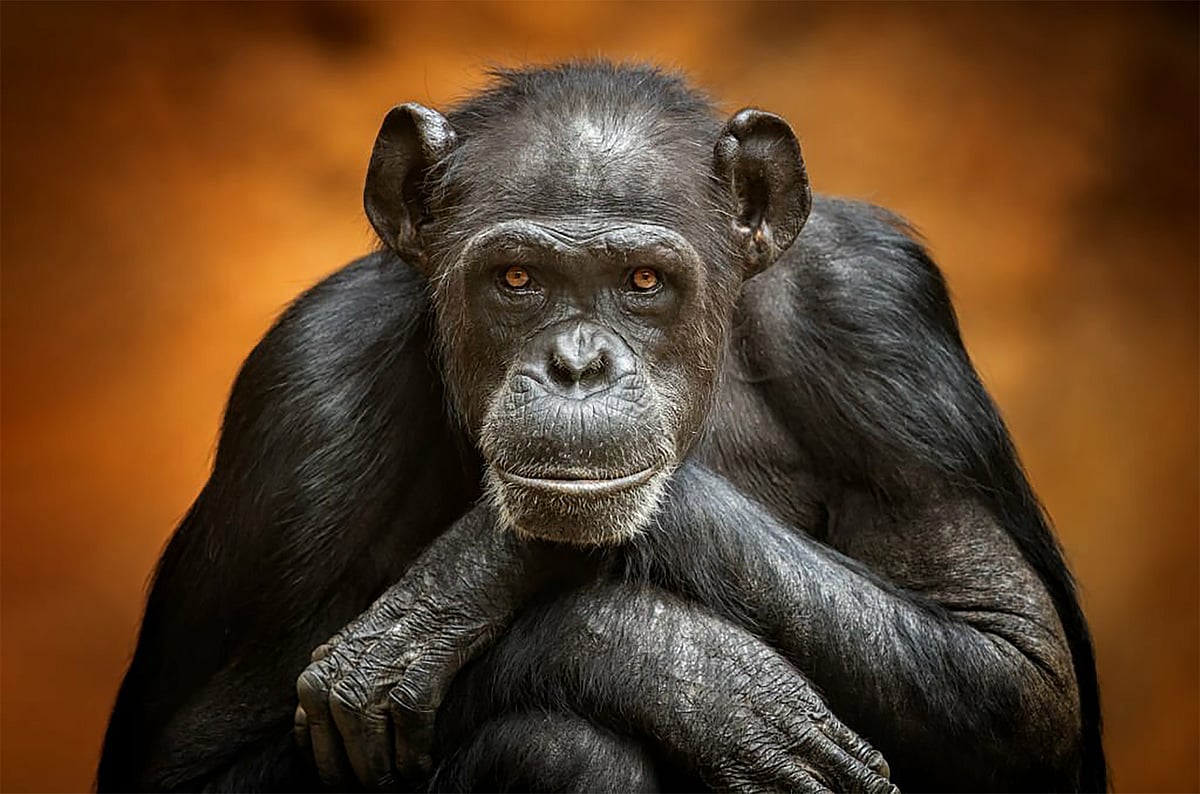 Shutterstock : Places To See Chimpanzees In The Wild