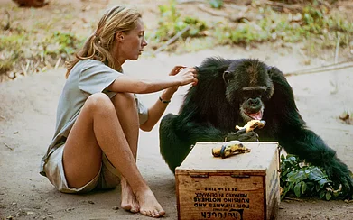 Hugo van Lawick/National Geographic Creative : Jane Goodall grooming David Greybeard, the chimp who went on to upend ideas about primate intelligence