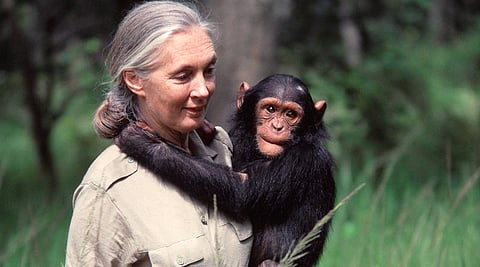 Dr Goodall began her landmark study of chimpanzee behaviour at Gombe Stream Chimpanzee Reserve in Tanzania in 1960.