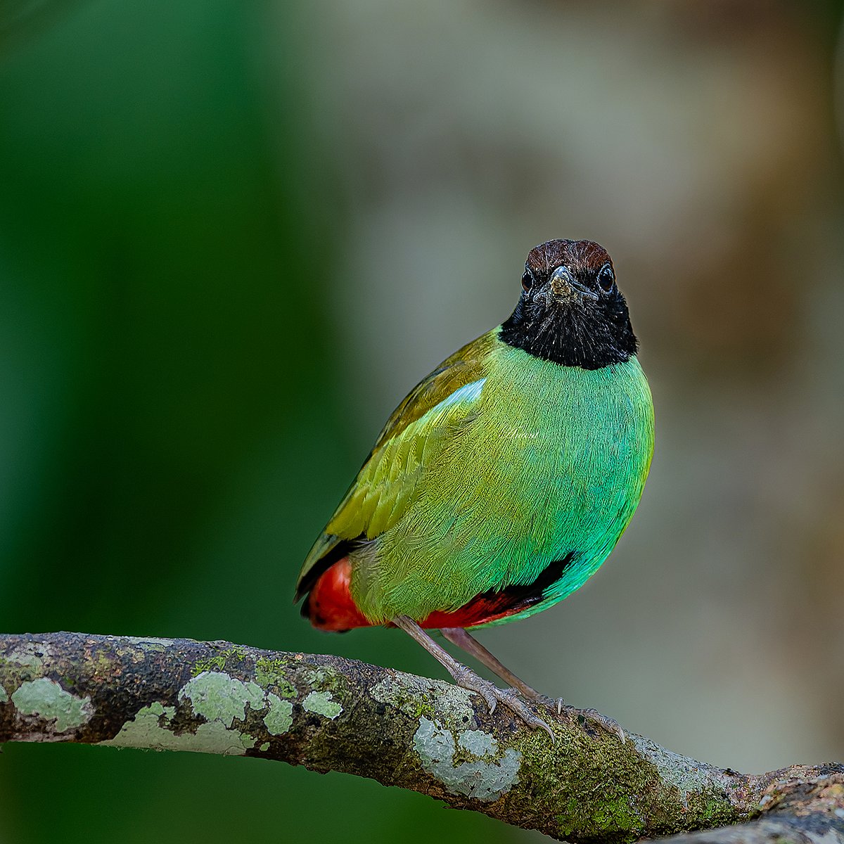 @Anant_Shuklas/x : Hooded Pitta at Campbell Bay, Great Nicobar, Andaman & Nicobar Islands