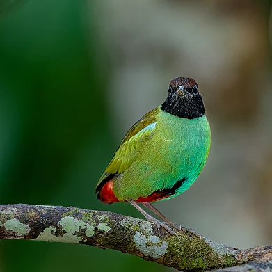 @Anant_Shuklas/x : Hooded Pitta at Campbell Bay, Great Nicobar, Andaman & Nicobar Islands