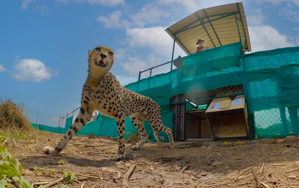 From October 1, 2025, visitors can experience India’s first dedicated cheetah safari at Kuno National Park, MP