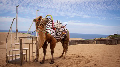 A camel in the Tottori Sand Dunes of Japan