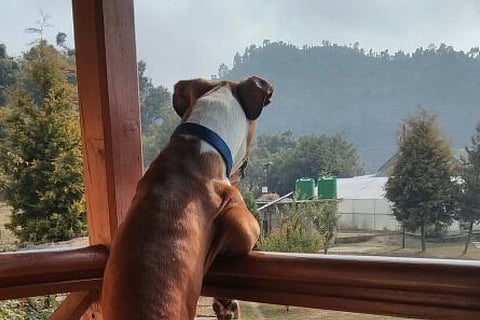 The property offers cosy cottages