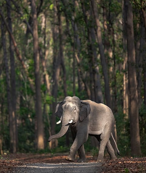 A great tusker at Corbett