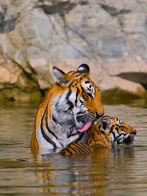 A beautiful shot from Jim Corbett