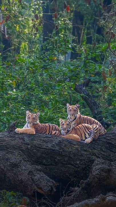 Scenes from Jim Corbett