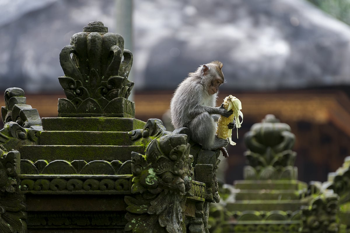 Visitors can watch the playful macaques swing, roam, and interact with humans 