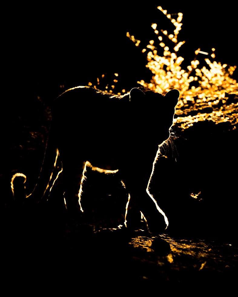 From a late dawn safari