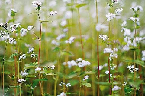 Buckwheat is a primary crop cultivated in Turtuk