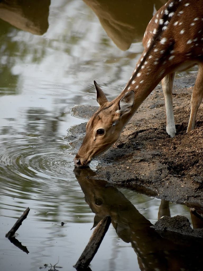 A shot of a deer at Pench - the.wild.collectives/instagram