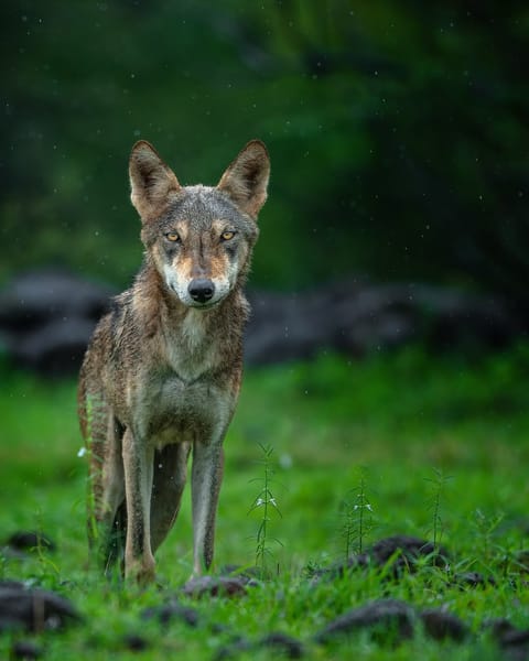 A shot of an Indian wolf