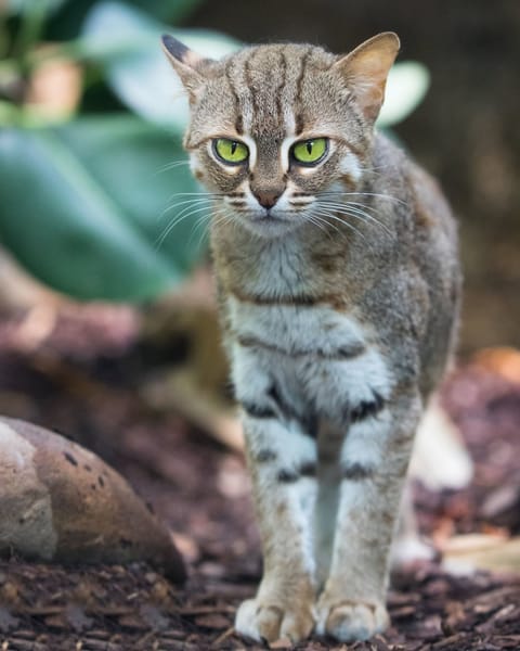 A shot of a Rusty-Spotted Cat