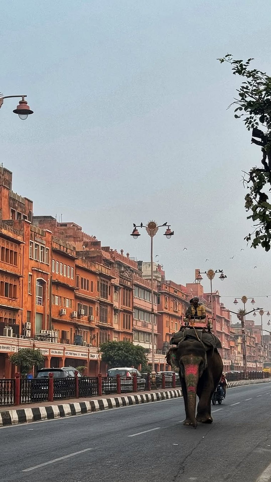An elephant parades down Johri Bazaar of Jaipur