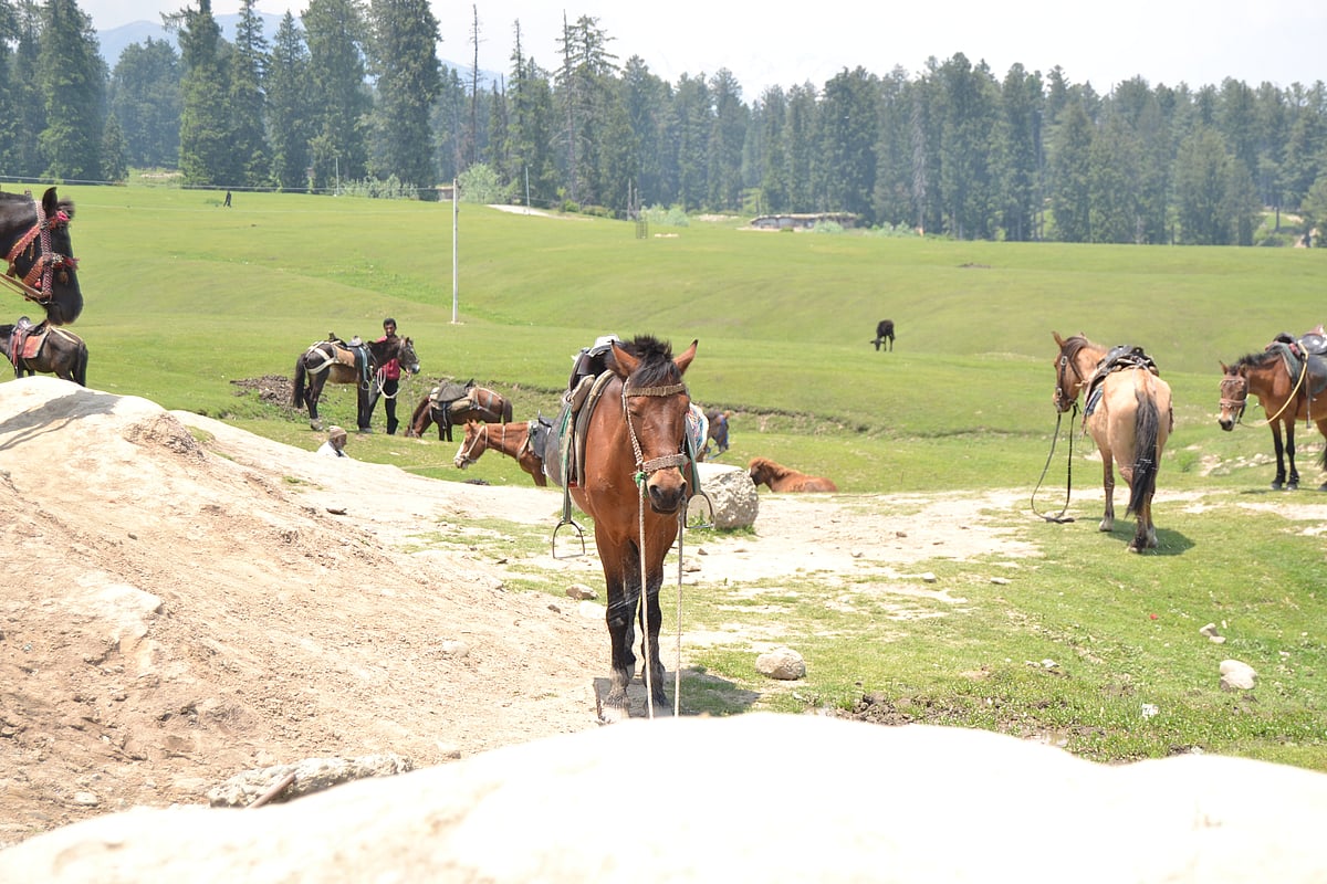 Ponies in Yousmarg, Kashmir