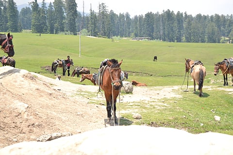 Ponies in Yousmarg, Kashmir