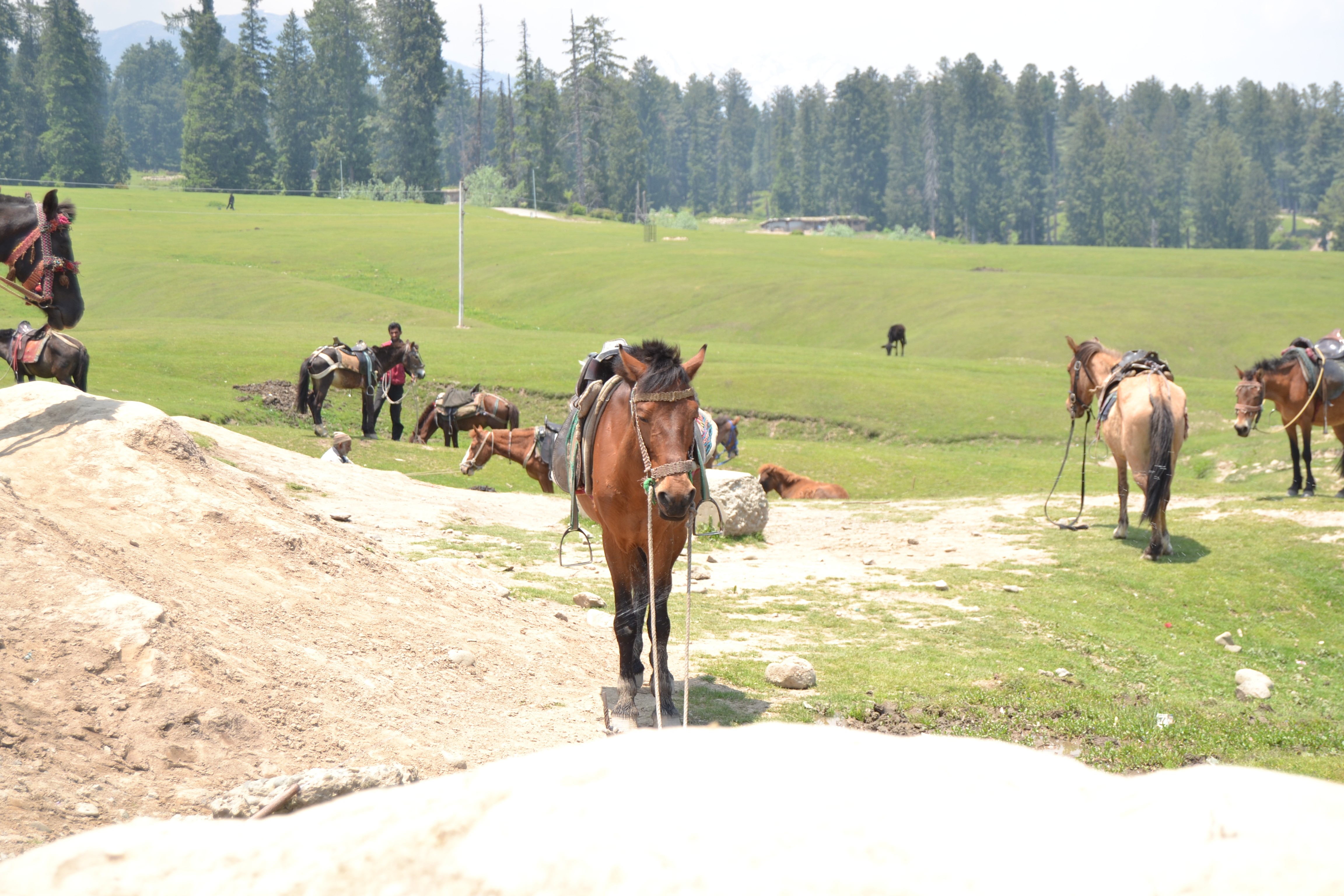 Ponies in Yousmarg, Kashmir