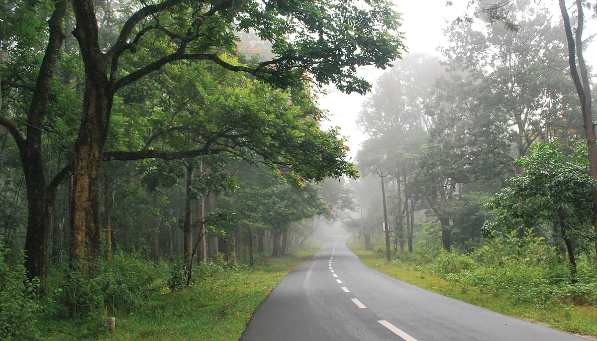 Wayanad, Kerala — A winding road cutting through dense forests