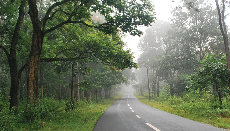 Wayanad, Kerala — A winding road cutting through dense forests