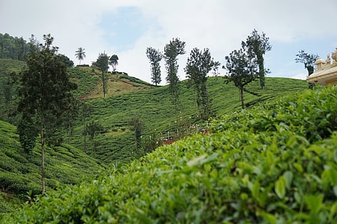 Rolling hills of the Western Ghats, where coffee and tea estates meet forest trails leading to Mullayanagiri Peak